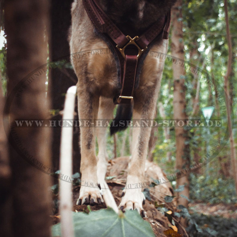 Hundegeschirr am Hund Levi